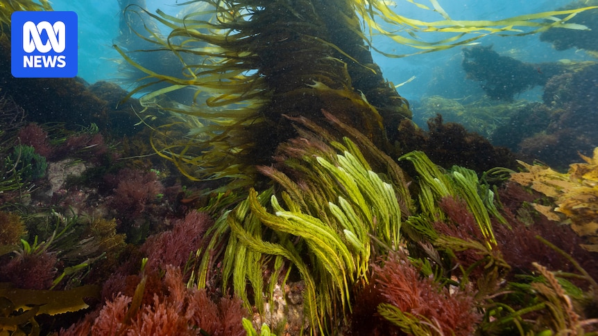 Festival encourages people to see seaweed's 'importance and beauty'