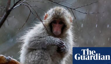 Week in wildlife: a wet macaque, four little pigs and a stowaway fox - The Guardian