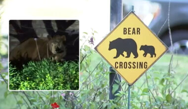 Woman escapes after bear swipes claw in Monrovia, leaving minor injuries