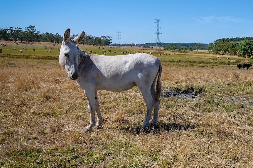 A donkey in a paddock
