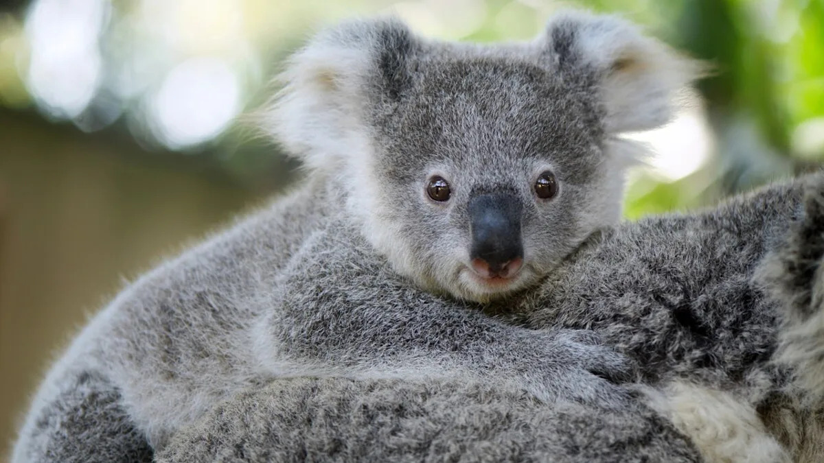 Baby Koala Discovering Baby Emu for the First Time Is Total Cuteness Overload