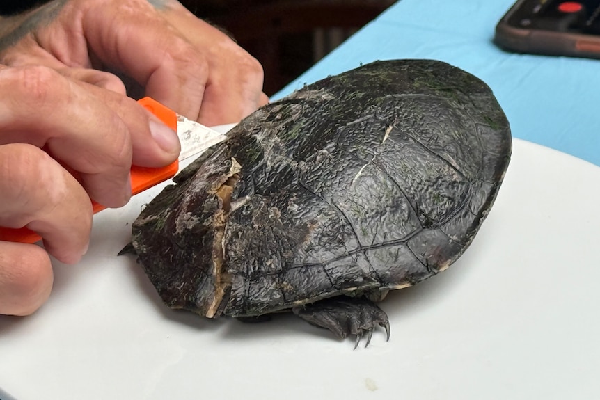 A photo of a dark green turtle with a large crack across its shell, placed on a white plate, with a man's fingers in background.