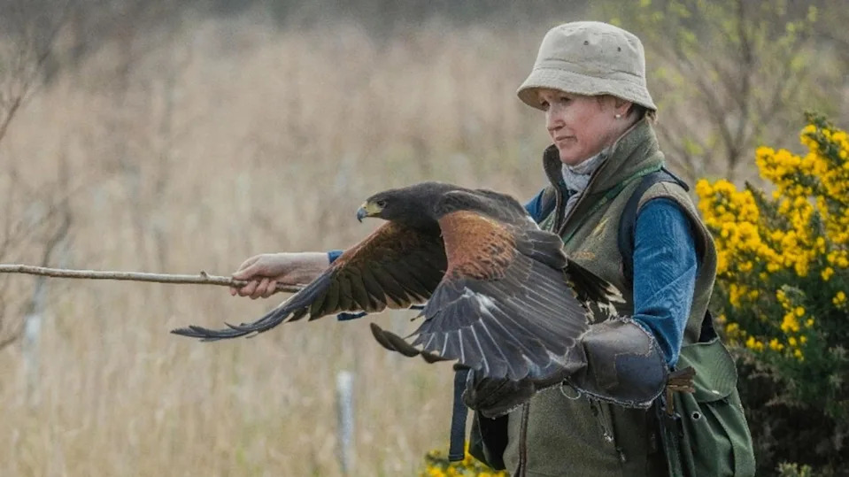 A black and brown hawk speckled with white, shows her impressive wingspan as she prepares to fly from a leather gauntlet on Candida's left hand. They are standing in a wooded clearing, with yellow gorse bushes in the background.