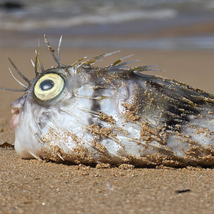 A dead slightly puffed up spiky fish lies on the sand. Its eyes are large.
