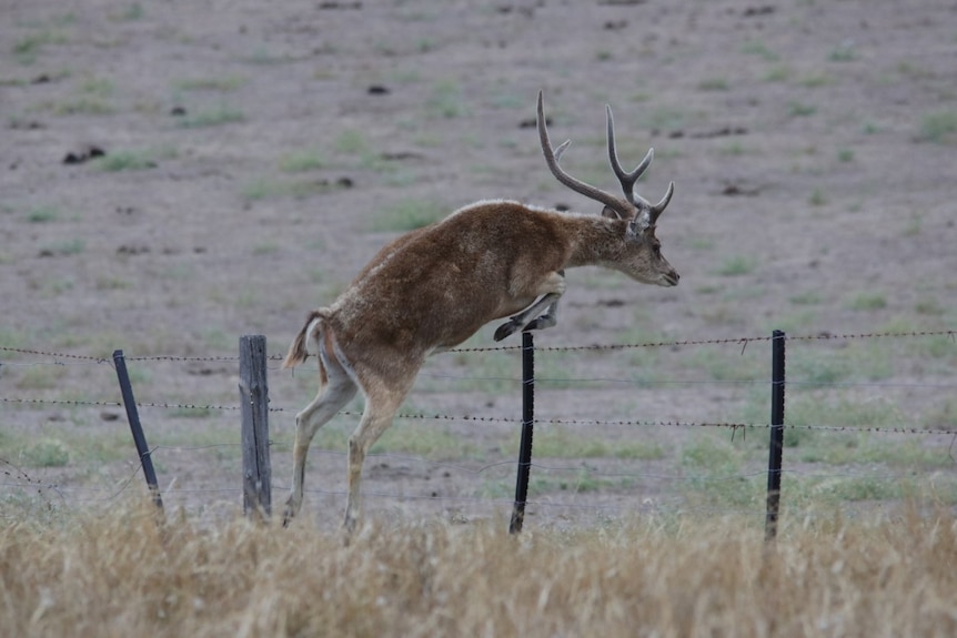 A deer with antlers leaps over fence with dry pasture in background