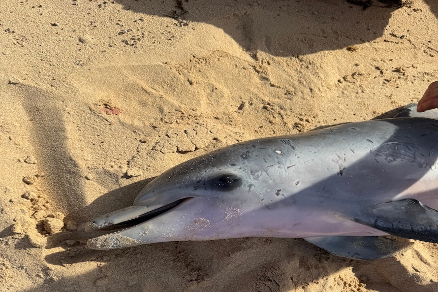 A dead dolphin on sand.