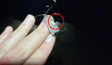 Aussies urged to look for tiny white marking to solve years-long mystery of iconic creature