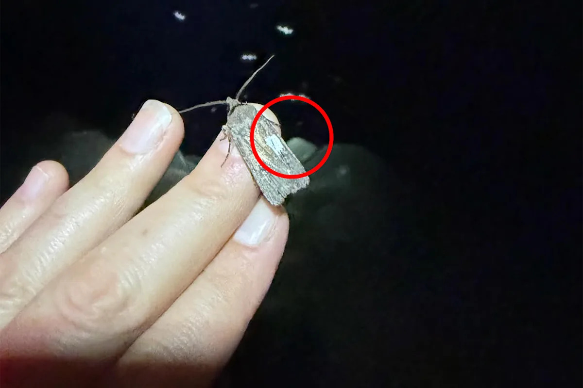 Aussies urged to look for tiny white marking to solve years-long mystery of iconic creature