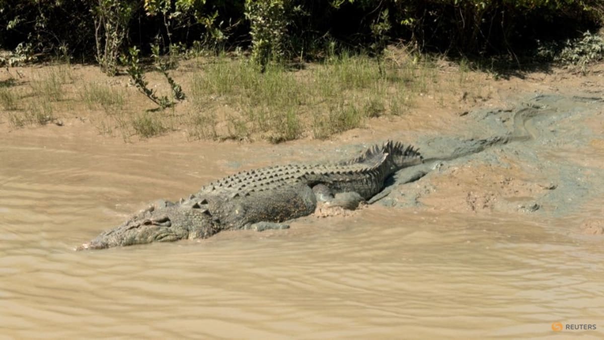 Residents warned 'crocs everywhere' after north Australia floods