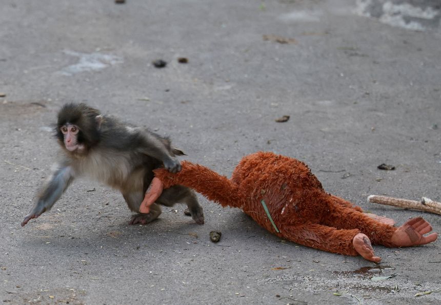 A baby Japanese macaque named Punch drags a stuffed orangutan at Ichikawa City Zoo, in Ichikawa, Chiba, Japan, on February 19, 2026.