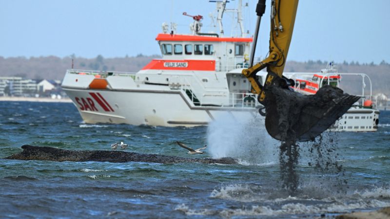 A whale stranded at a Baltic Sea resort has swum off a sandbank. But it isn’t safe yet