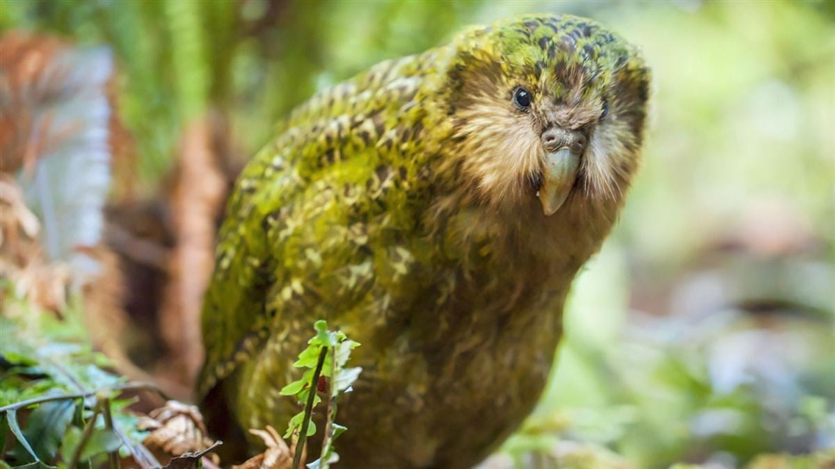 Kākāpō called Stella. The image shows a kakapo looking toward the camera.