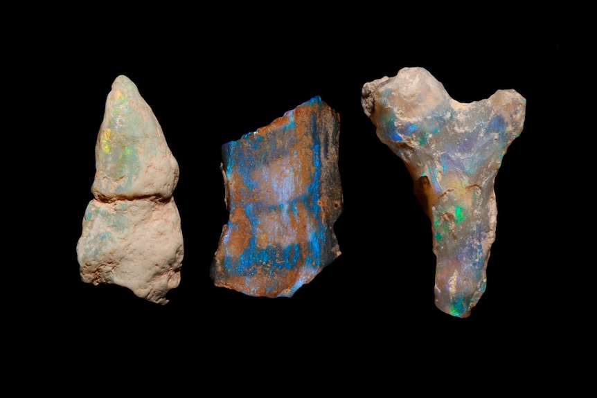 Opalised fossils from Lightning Ridge photographed by Bob Smith, date unknown.