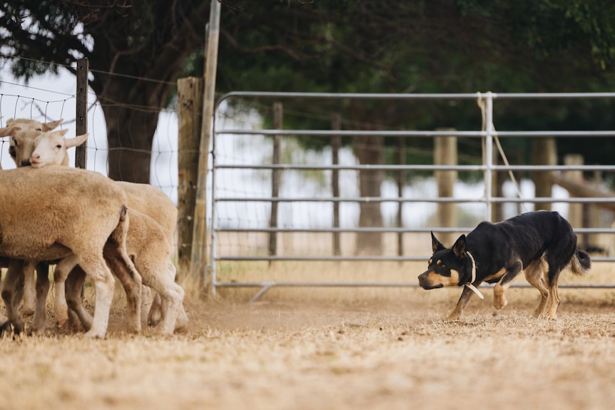 A group of sheep with a kelpie dog crouching and moving in behind them.