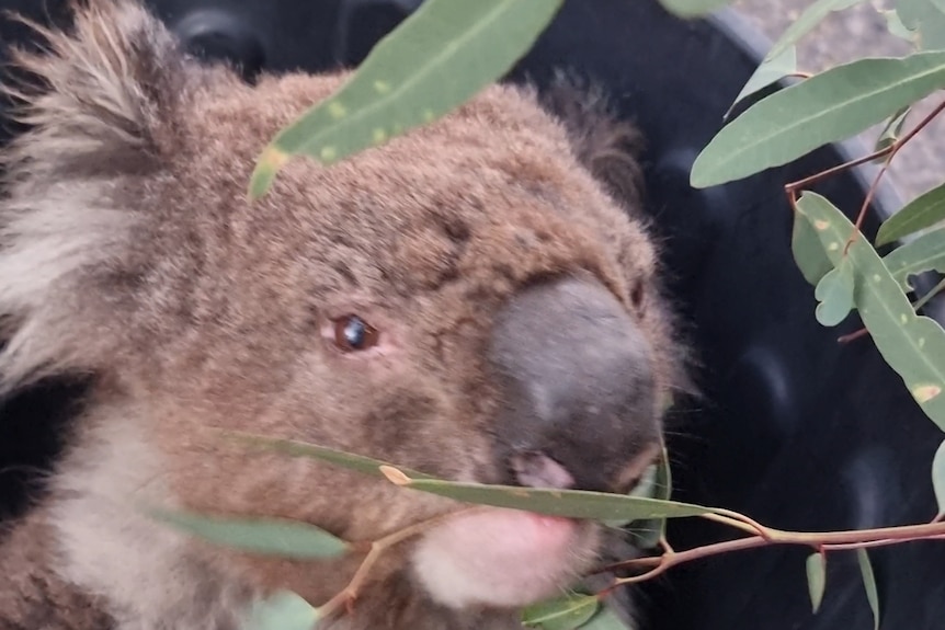 Koala sitting in a bin chewing on some leaves on a branch