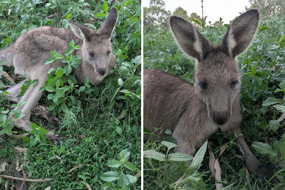 Two images of the surviving juvenile kangaroo in Wyee.
