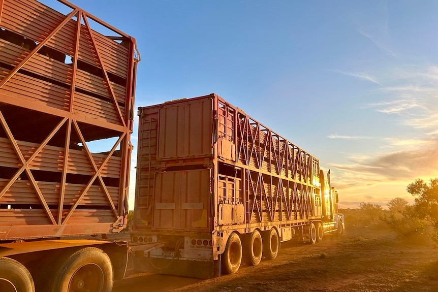 Dusty cattle truck trailers.