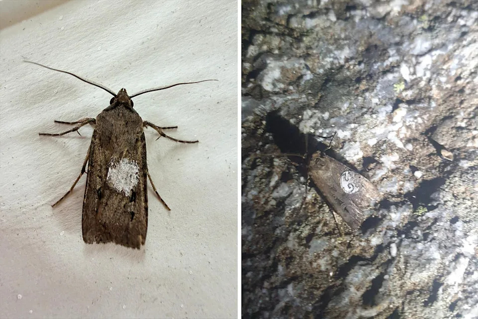 Left: A bogong moth with white paint. Right: One with a sticker on its wing.