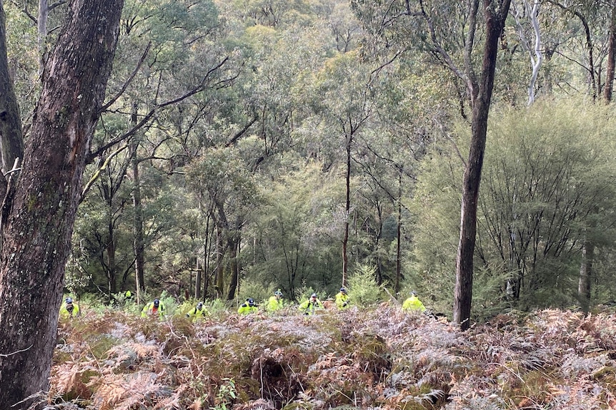 Multiple people in yellow high vis jackets stand in a line with green bushland behind them and thick ferns in front of them.