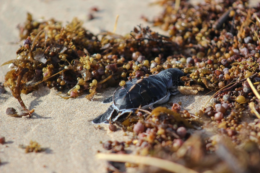 A dead baby turtle surrounded by seaweed on the sand.