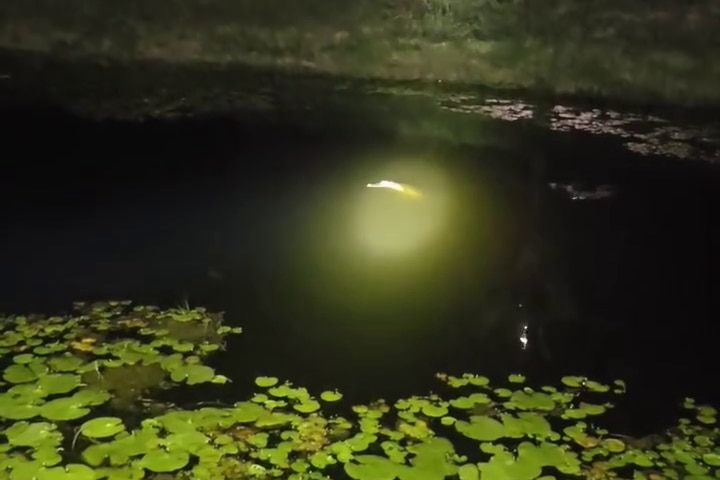 A crocodile beneath the water in a dam at night spotlighted by a torch