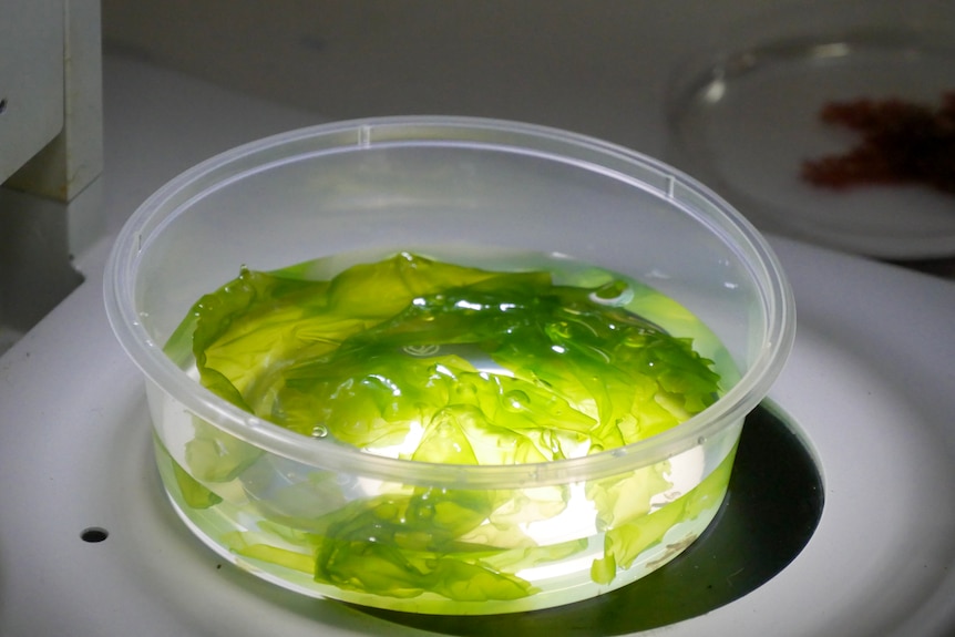 Seaweed in a container underneath a microscope. 