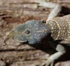 Collared Iguana (Oplurus cuvieri) with pineal gland by Daniel Goeleven