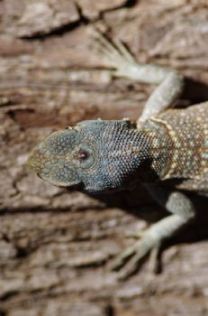 Collared Iguana (Oplurus cuvieri) with pineal gland by Daniel Goeleven