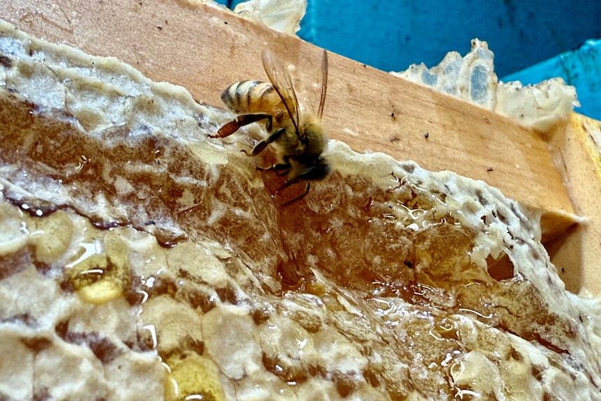 a bee on a honey frame