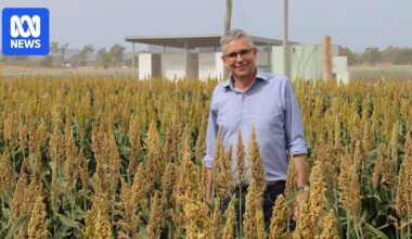 Chicken and eggs could end up cheaper because of new high-protein sorghum variety