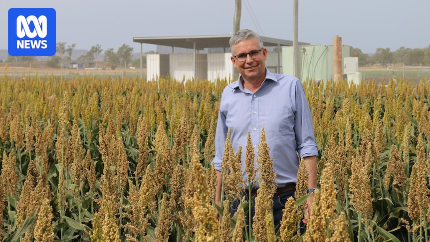 Chicken and eggs could end up cheaper because of new high-protein sorghum variety