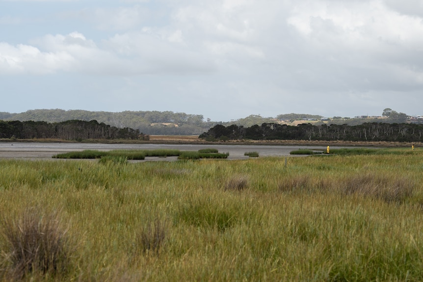 Grassy wetland, with workers in hazmat suits in the distance