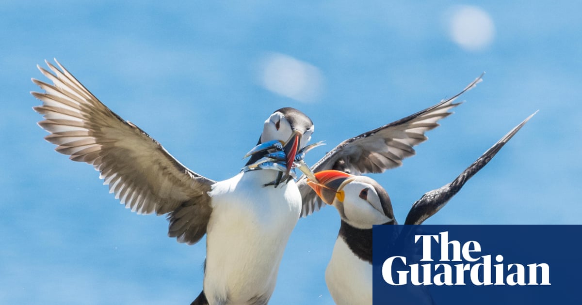Thousands of seabirds dying on western Europe’s coasts | Somerset