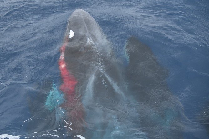 Blood was visible in the water as the orca attacked the whale in a stunning and heartbreaking display of killer instinct.