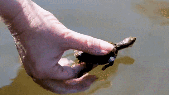 A release of endangered Manning River turtles that have been bred in captivity back into a wild river.
