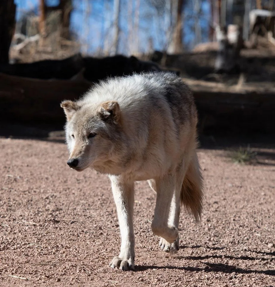 A timber wolf at the Colorado Wolf and Wildlife Center (CWWC) in Divide, Colorado on March 28, 2023Credit: JASON CONNOLLY/AFP via Getty
