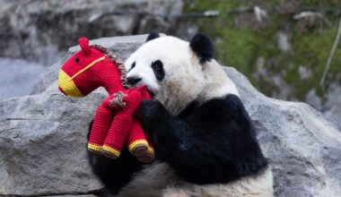 A playful giant panda — and other news in pictures