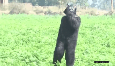 Indian farmers turn to bear costumes to scare monkeys