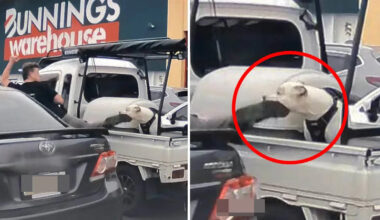 Bunnings car park attack on dog in ute sparks urgent investigation: 'Appalling'