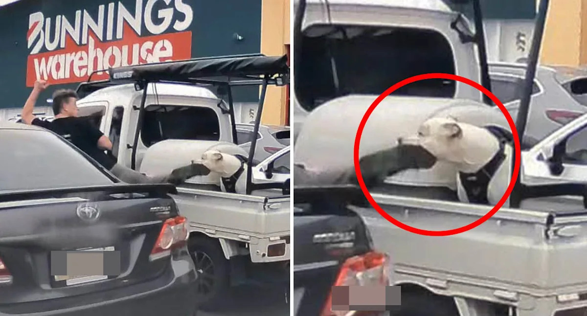 Bunnings car park attack on dog in ute sparks urgent investigation: 'Appalling'