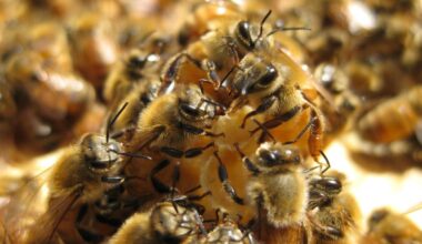 Bibra Lake innovator abuzz with $3m boost to bee ‘glue’ research