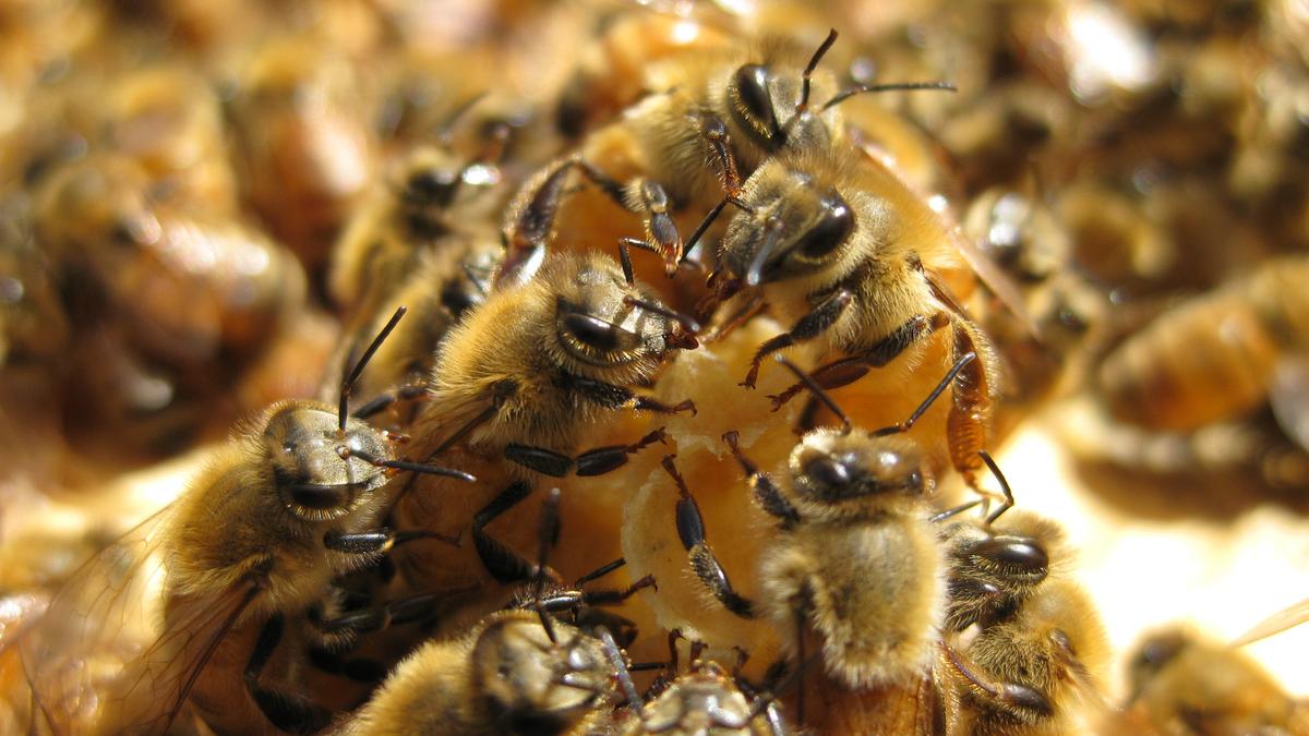Bibra Lake innovator abuzz with $3m boost to bee ‘glue’ research