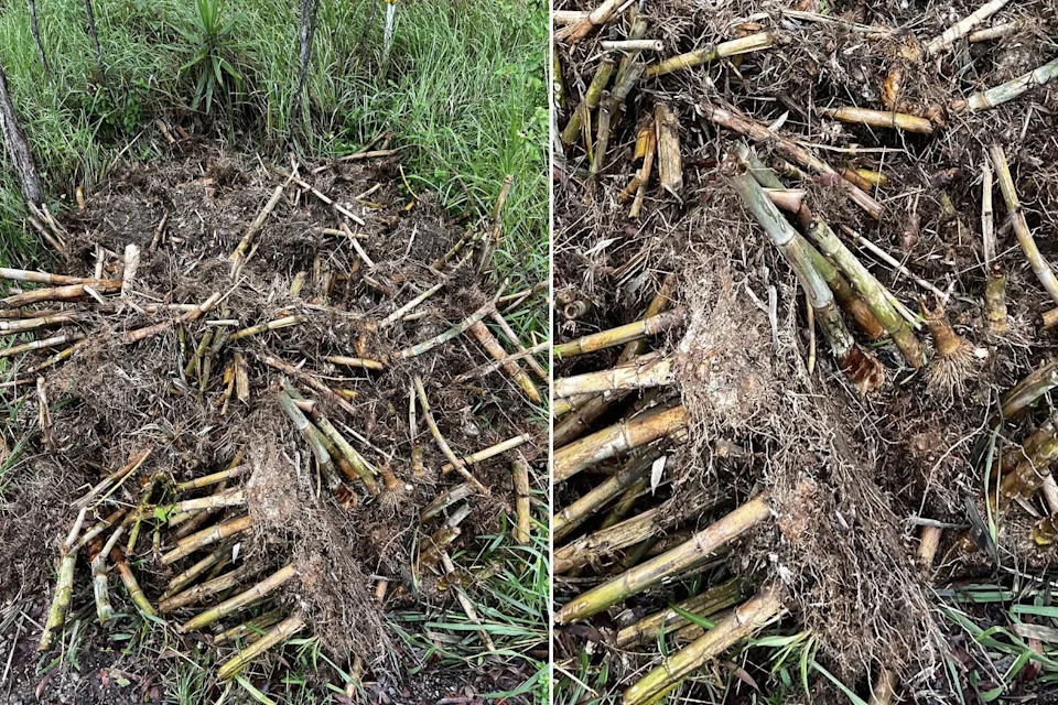 Illegal dumped bamboo waste in a Sunshine Coast National Park. 