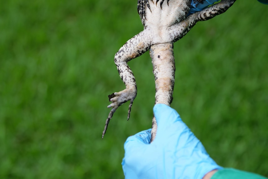 A water dragon with missing toes being held up