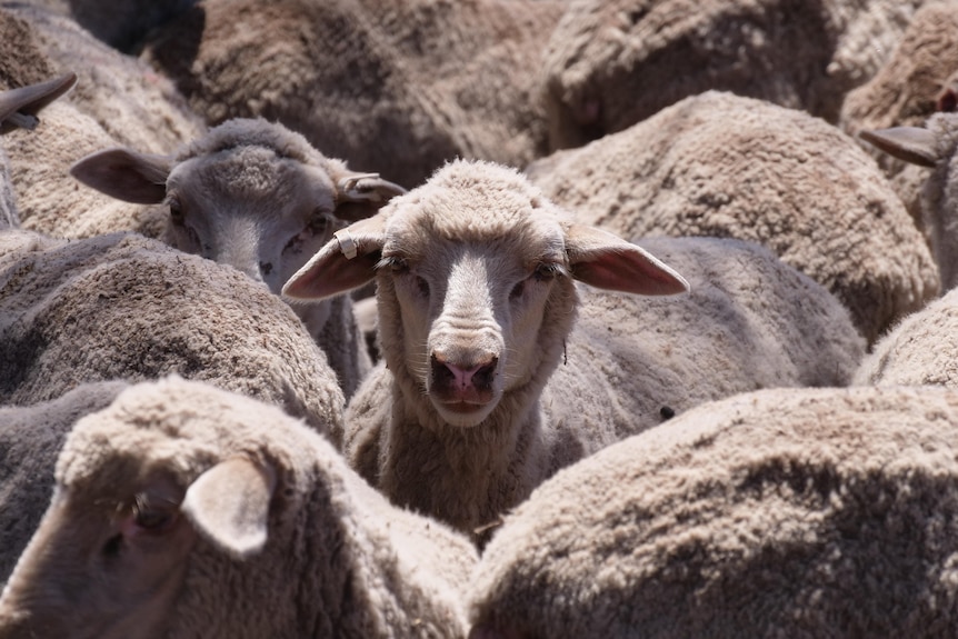 a close up of a growd of shorn sheep, with one looking at the camera