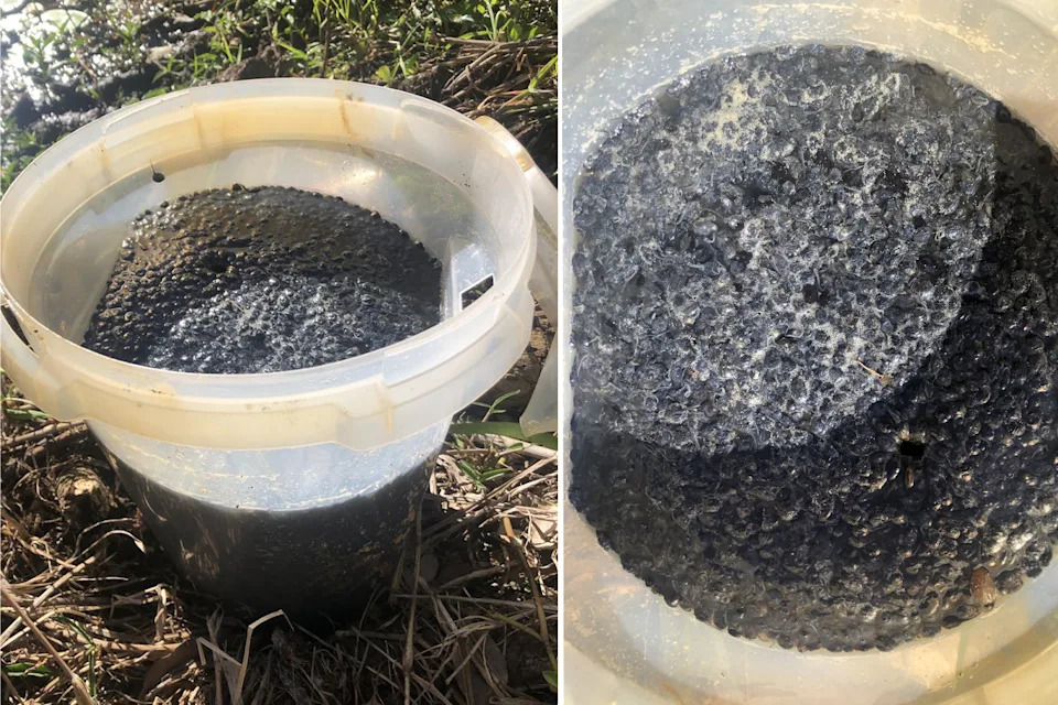 Two side by side images showing 13,000 tadpoles in Watergum cane toad trap. 
