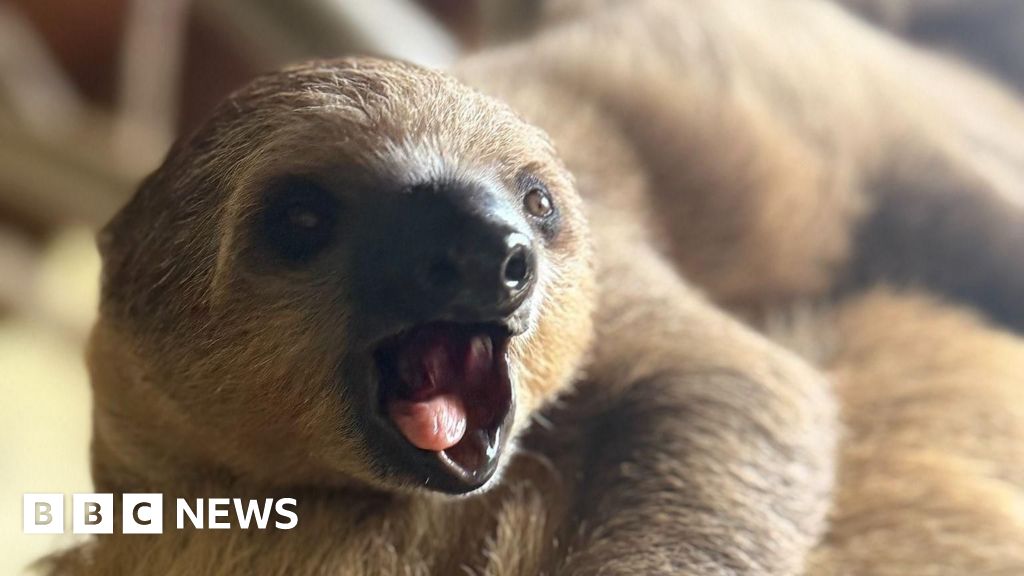 Channel Islands weekly quiz: Why is a sloth moving away? - BBC