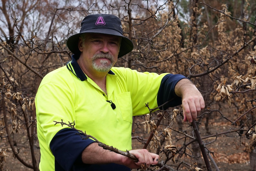 A man in a hat and hi-vis shirt amid burnt apple trees.