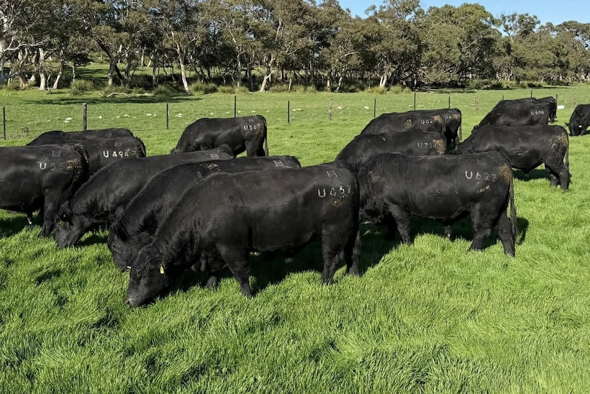 Black angus cattle stand in a green paddock.