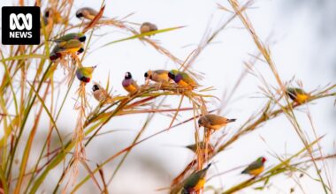 Labor flips against Lee Point development ahead of Nightcliff by-election